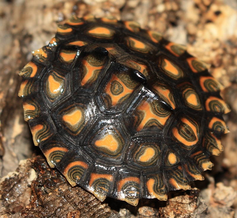 Gelbtupfenhöckerschildkröte - Jungtier ca. 3 Monate alt