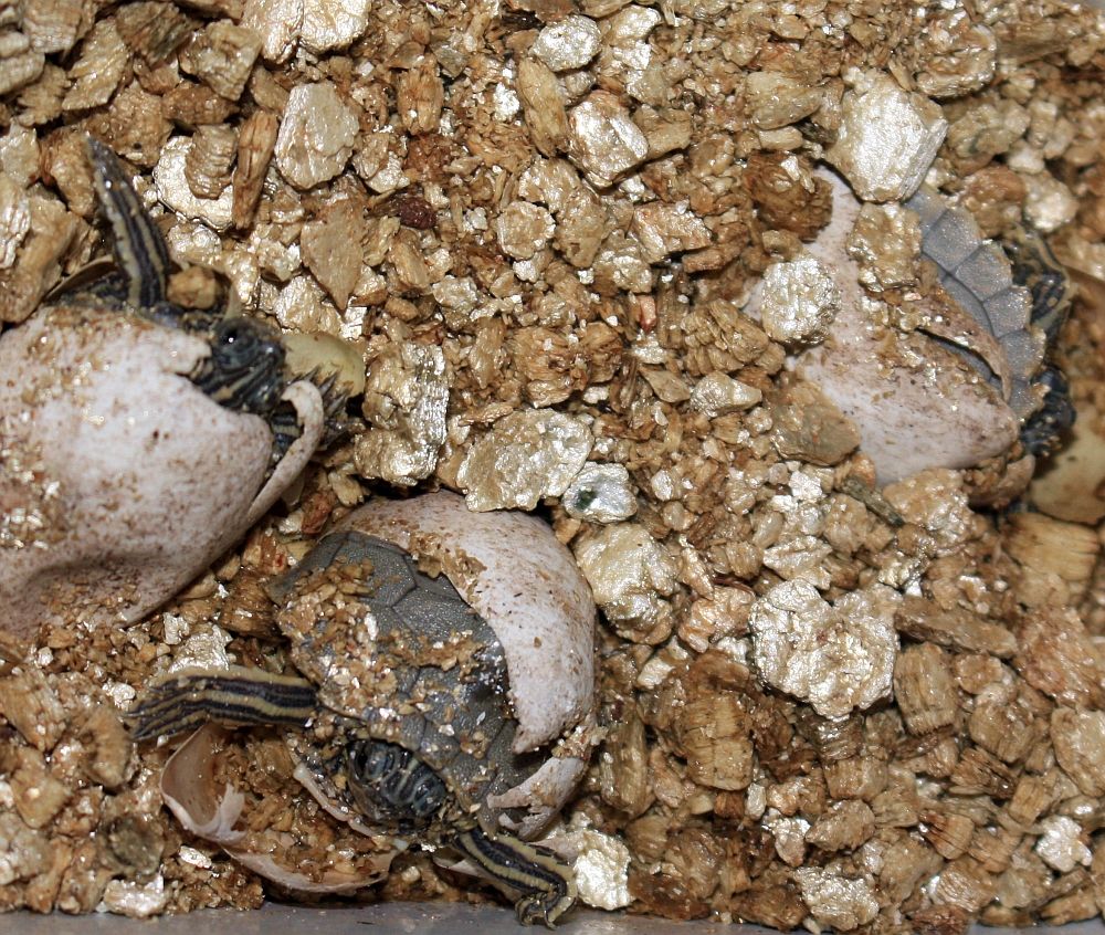 Schlupf eines Geleges der Schwarzknopfhöckerschildkröte - Graptemys nigrinoda