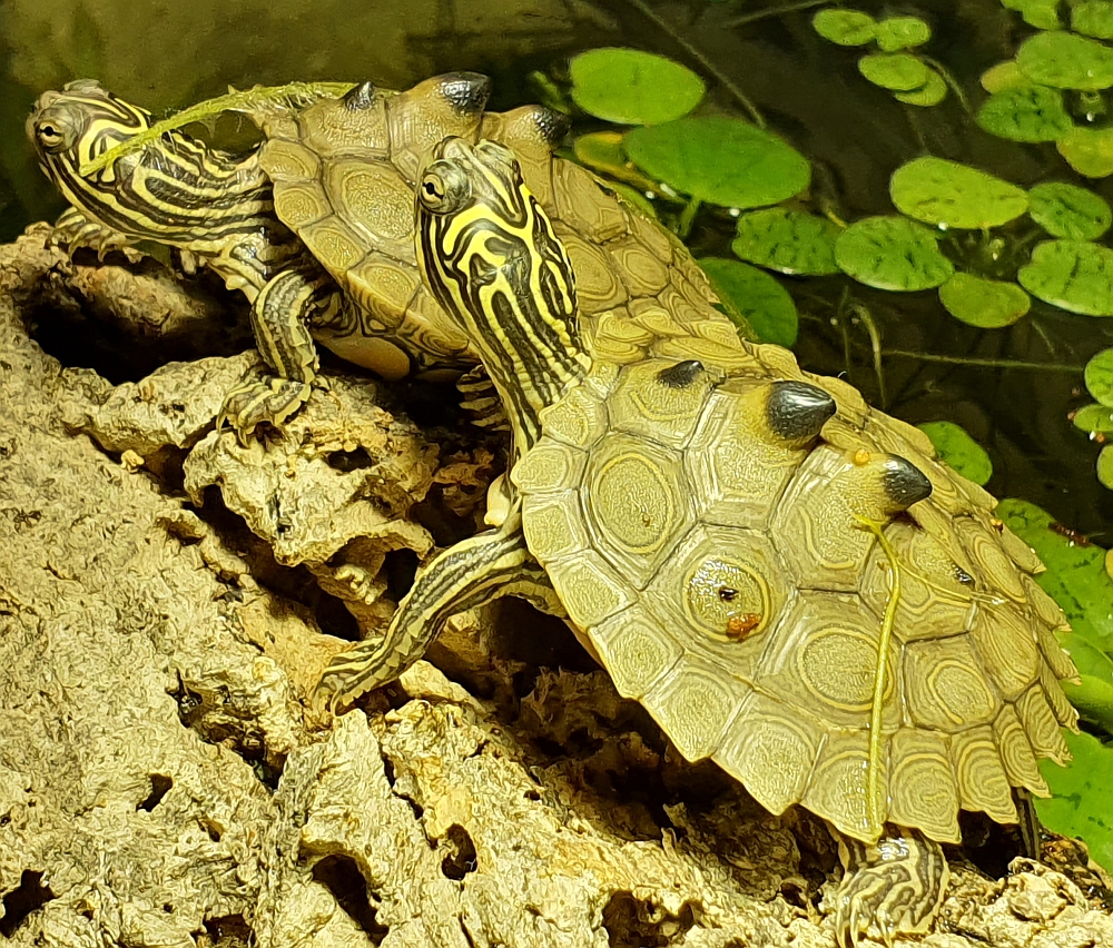 2 Monate alte Jungtiere der Schwarzknopfhöckerschildkröte - Graptemys nigrinoda