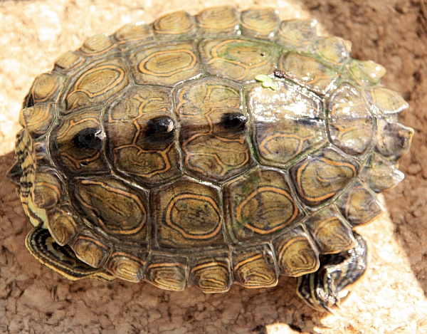 Männchen der Schwarzknopfhöckerschildkröte - Graptemys nigrinoda nigrinoda