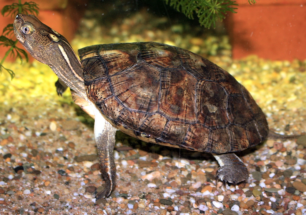 Ca. 4 jähriges Mänchen der Chinesischen Pauenaugenschildkröte Sacalia bealei in beginnender Umfärbung