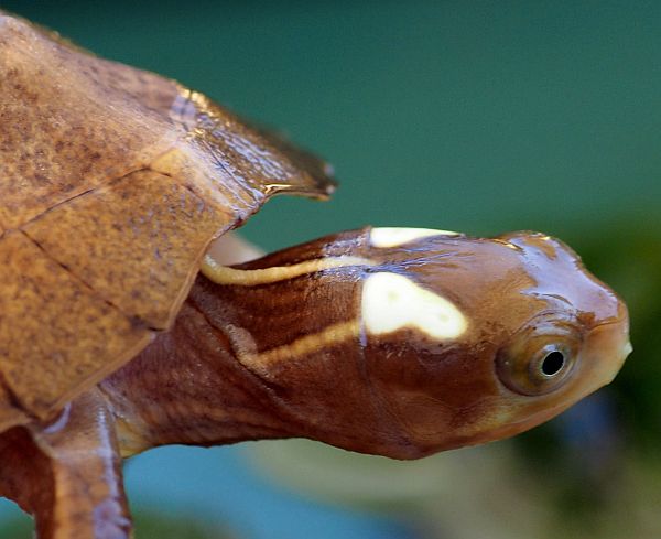 Jungtier der Chinessichen Pfauenaugenschildkröte