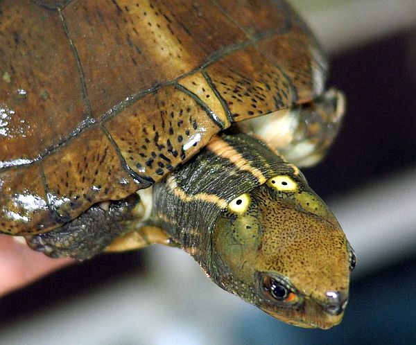 Weibchen der Chinesischen Pfauenaugenschildkröte- Sacalia bealei