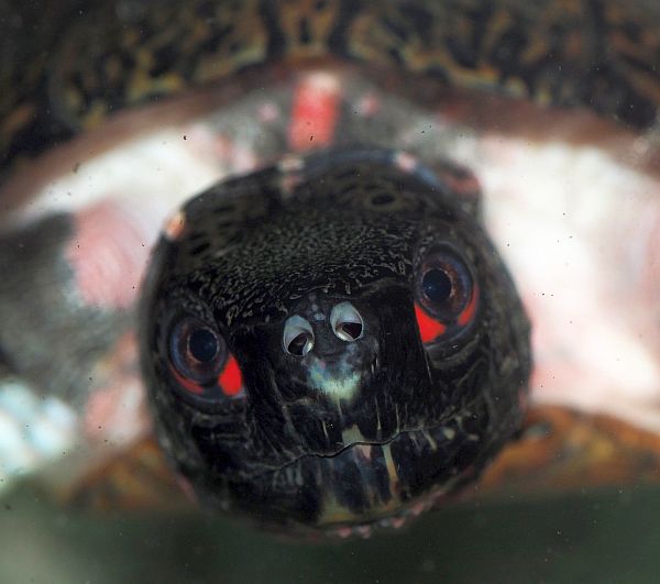 Männchen der Chinesischen Pfauenaugenschildkröte - Sacalia bealei