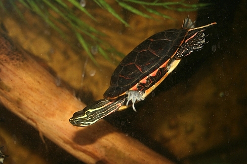 Südliche Zierschildköte/ Rückenstreifen Zierschildkröte